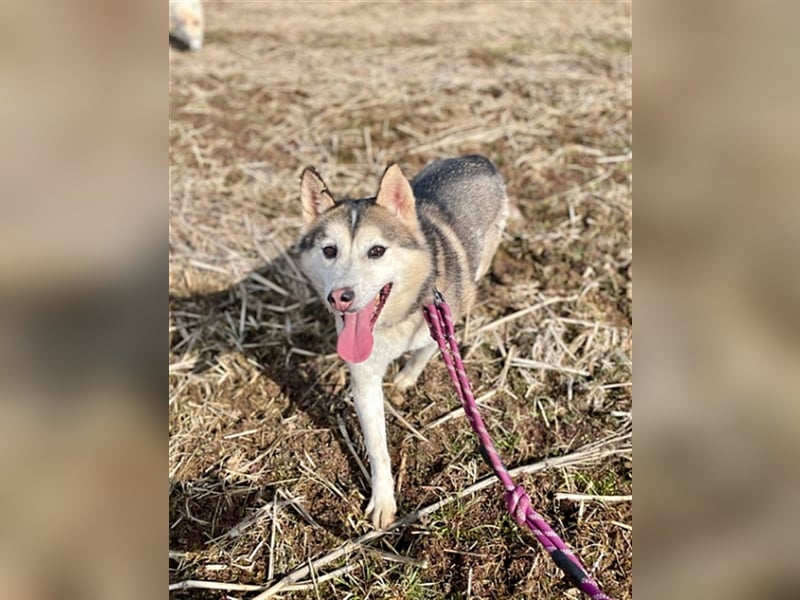 Flora  munteres Huskymix-Mädchen,5 Jahre, sucht ihr Traumzuhause
