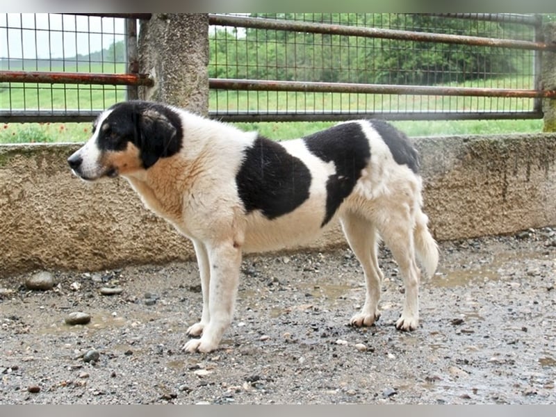 Maily - Zurückhaltender und unsichtbarer Engel