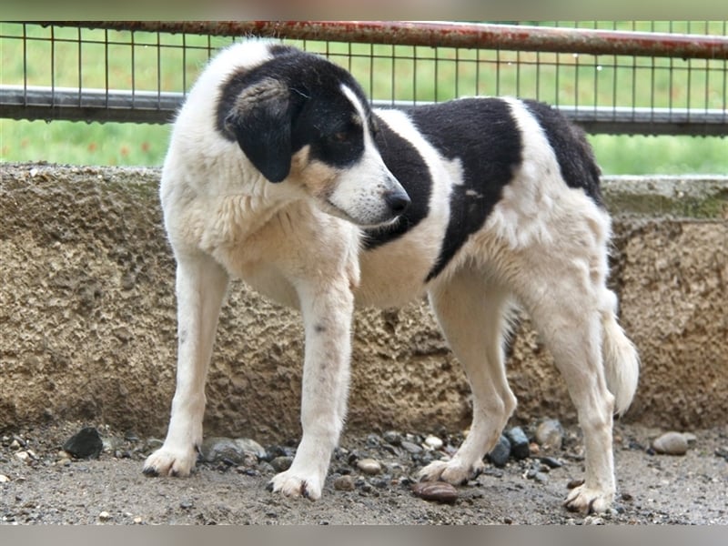Maily - Zurückhaltender und unsichtbarer Engel