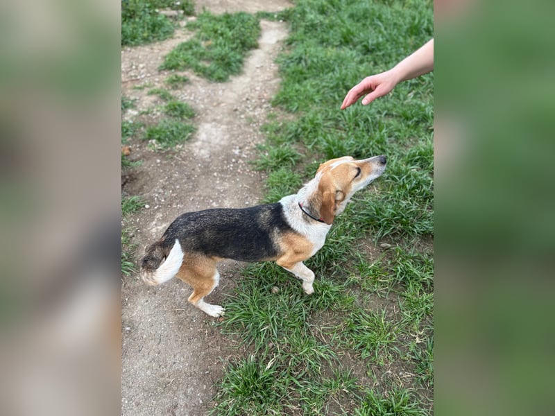 Bonny - Eine junge Hündin auf der Suche nach ihrem Glück