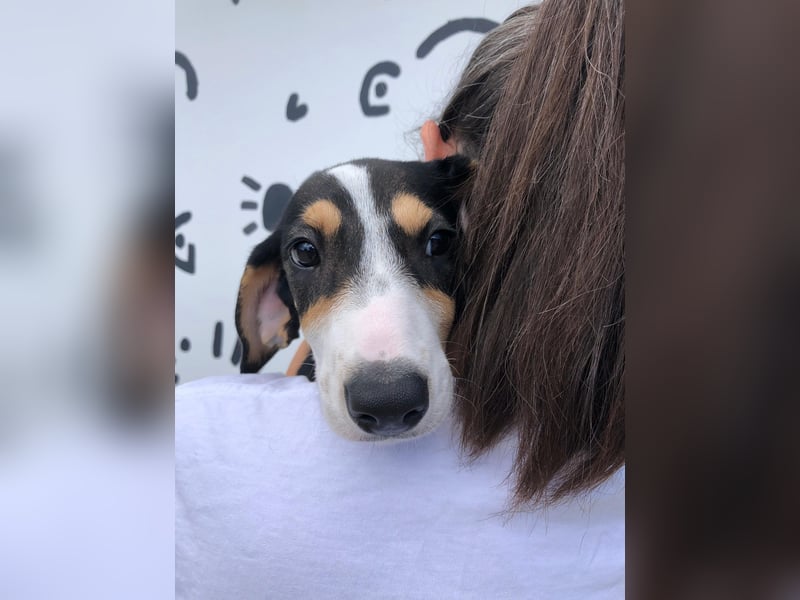Jagdhund Mix Lara