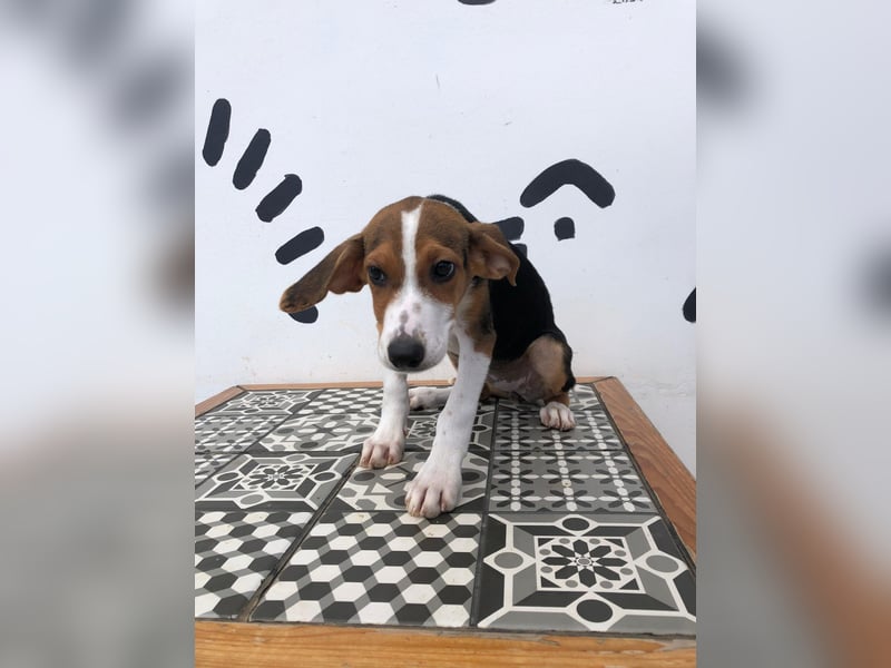 Jagdhund Mix Tara