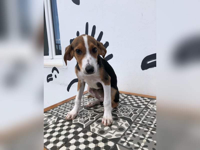 Jagdhund Mix Tara