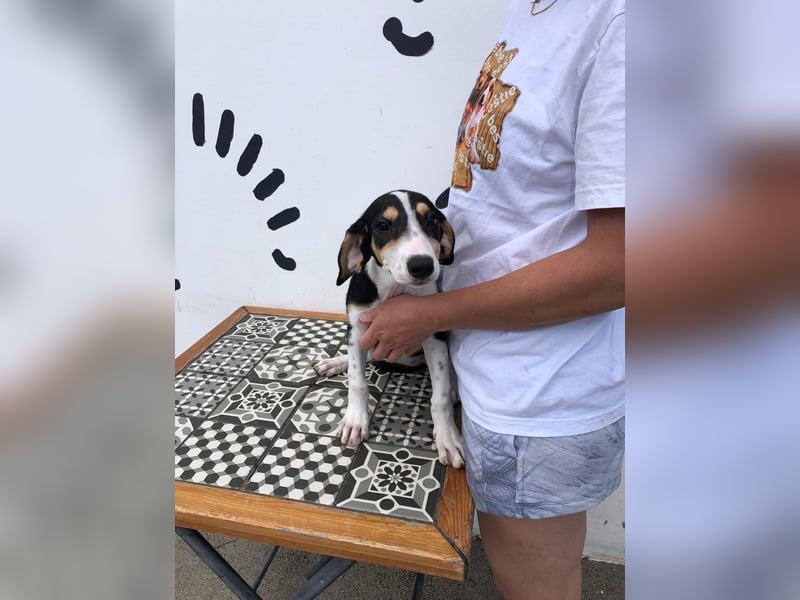 Jagdhund Mix Lara