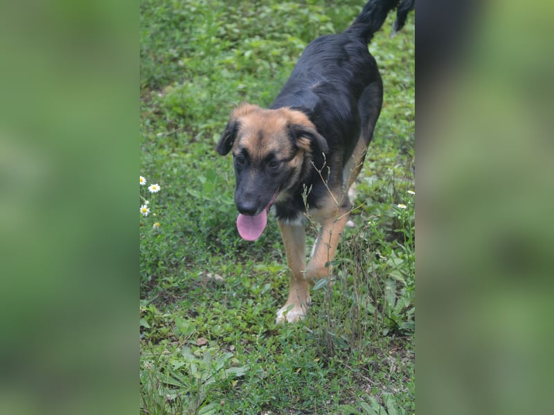 KAYA - süße Kuschelmaus sucht ein Zuhause