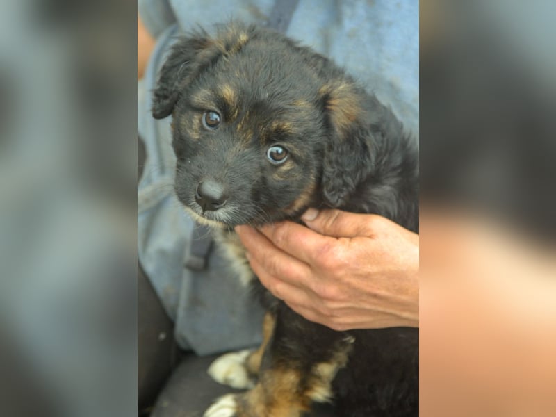 KAYA - süße Kuschelmaus sucht ein Zuhause