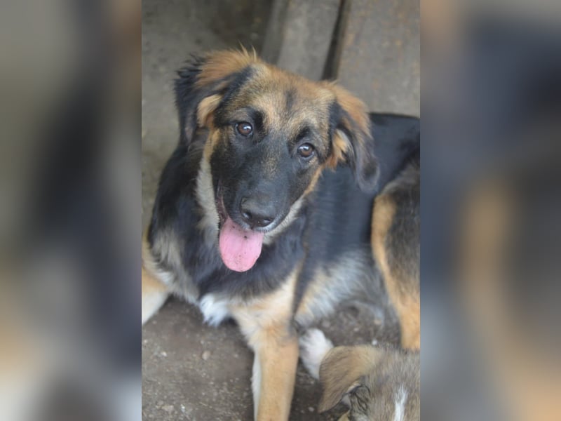 KAYA - süße Kuschelmaus sucht ein Zuhause