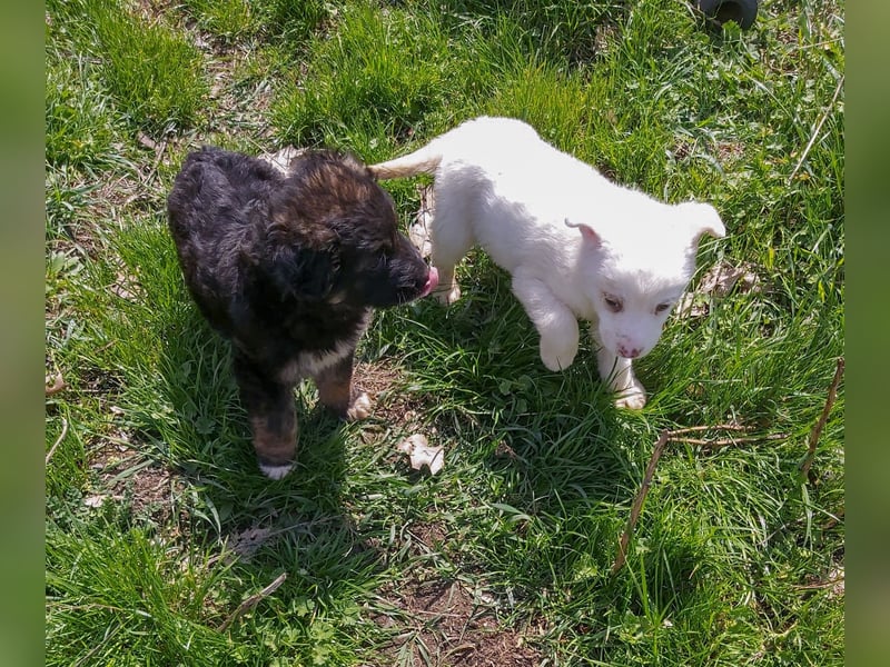 KAYA - süße Kuschelmaus sucht ein Zuhause