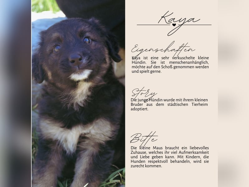 KAYA - süße Kuschelmaus sucht ein Zuhause