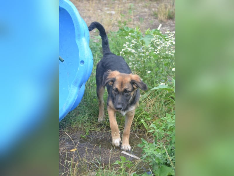KAYA - süße Kuschelmaus sucht ein Zuhause