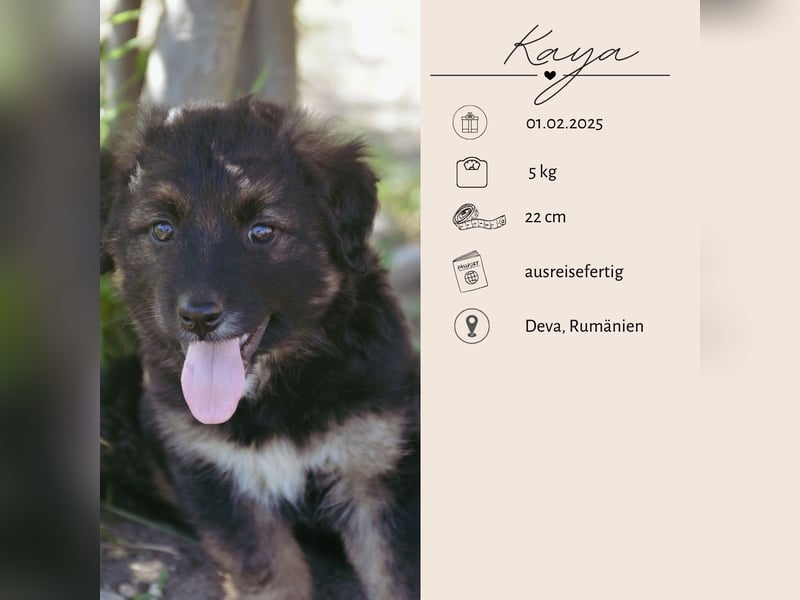 KAYA - süße Kuschelmaus sucht ein Zuhause