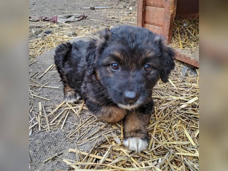 KAYA - süße Kuschelmaus sucht ein Zuhause