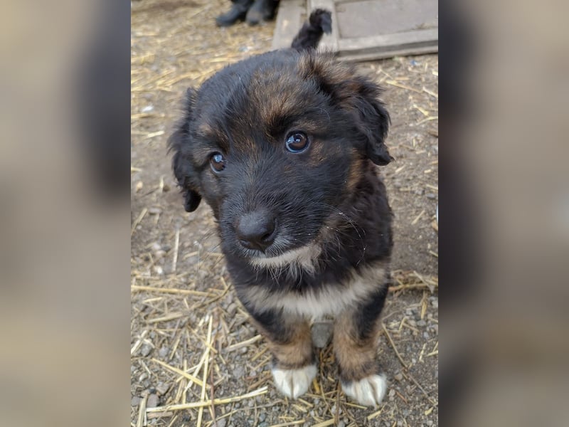 KAYA - süße Kuschelmaus sucht ein Zuhause