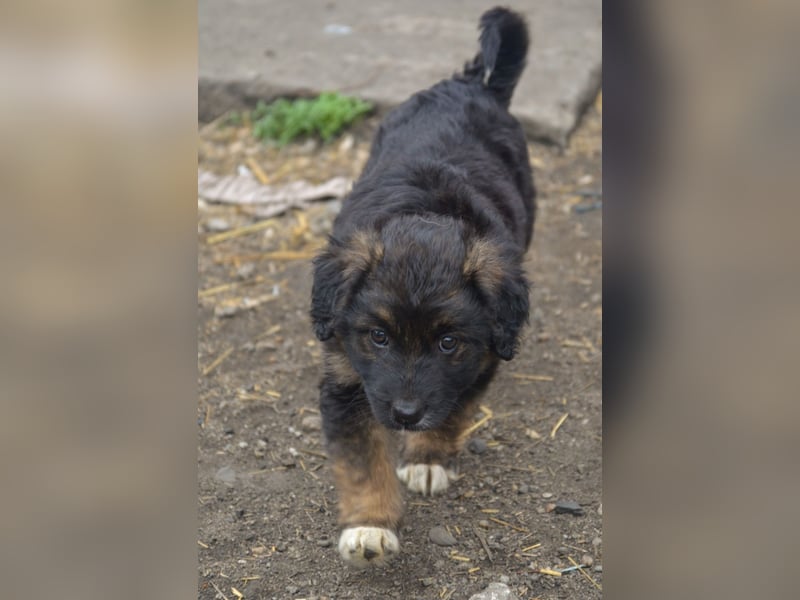 KAYA - süße Kuschelmaus sucht ein Zuhause