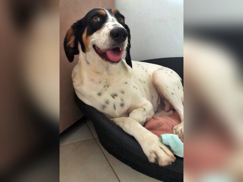 Coco ist eine Seele von Hund