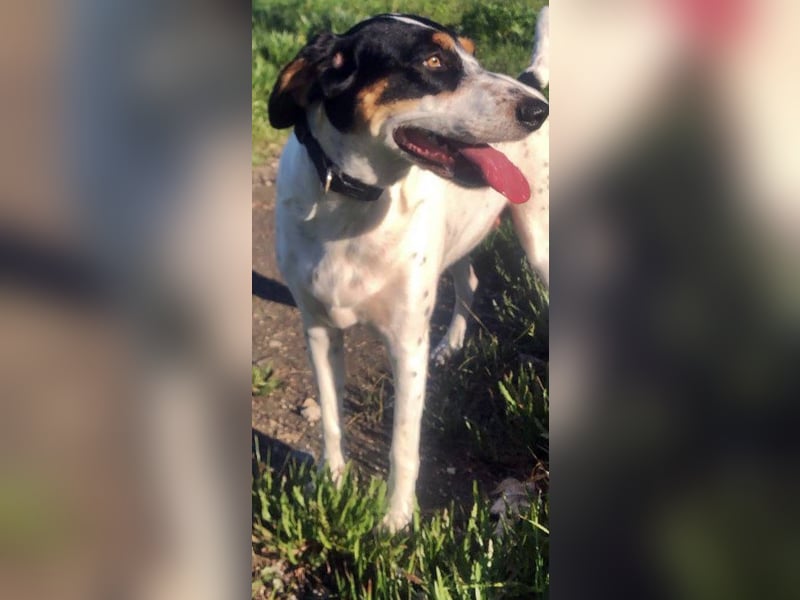 Coco ist eine Seele von Hund