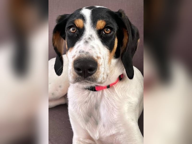 Coco ist eine Seele von Hund