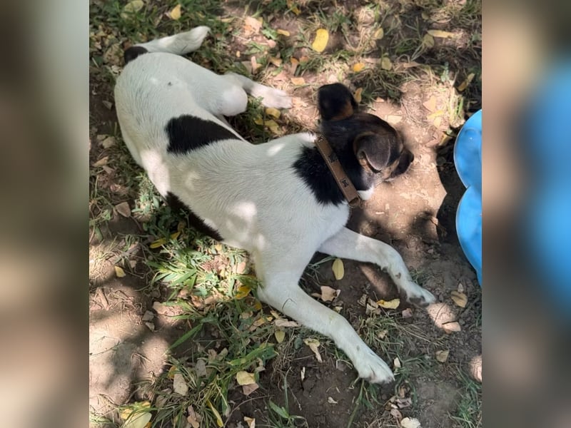 LILU - Tolle Hündin auf der Suche nach Liebe!