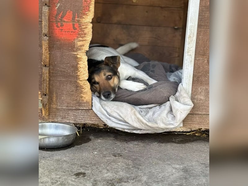LILU - Tolle Hündin auf der Suche nach Liebe!