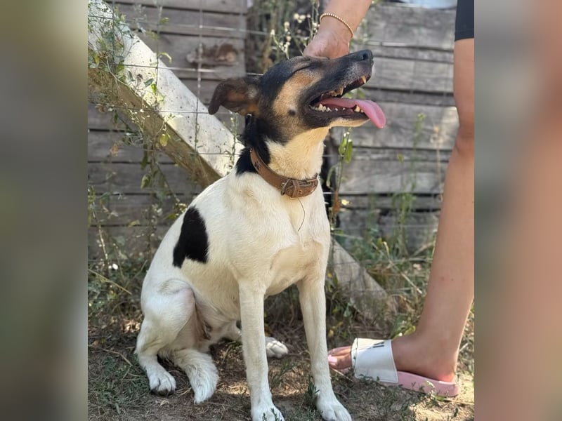 LILU - Tolle Hündin auf der Suche nach Liebe!