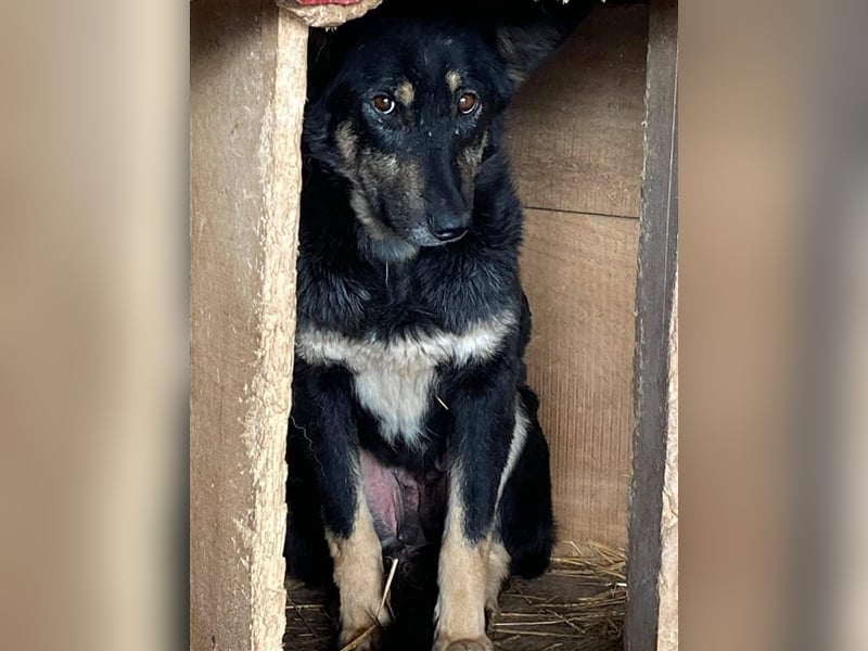 Ängstliche Kira sucht ein Zuhause  