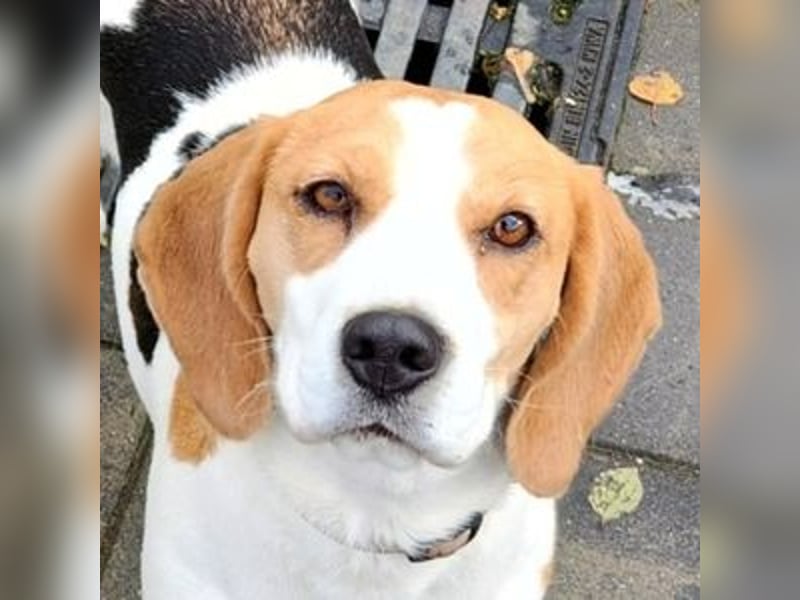 Gina, Beagle Mischling