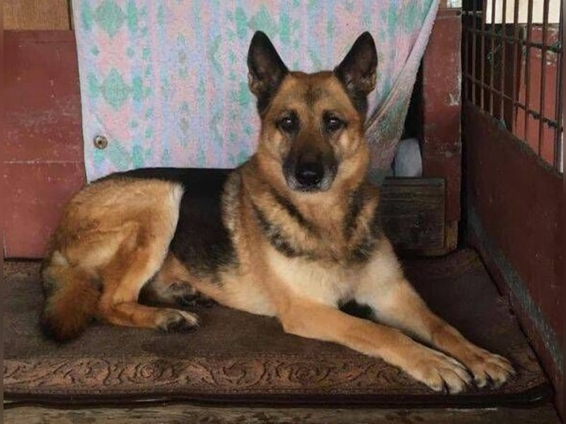 Axa, Schäferhund Mischling