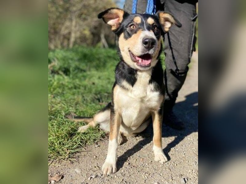 Daphne, Appenzeller Sennenhund Mischling
