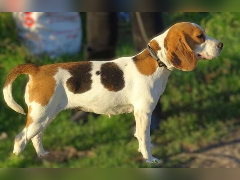 Gina, Beagle Mischling
