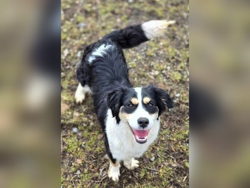 Bibi, Border Collie Mischling