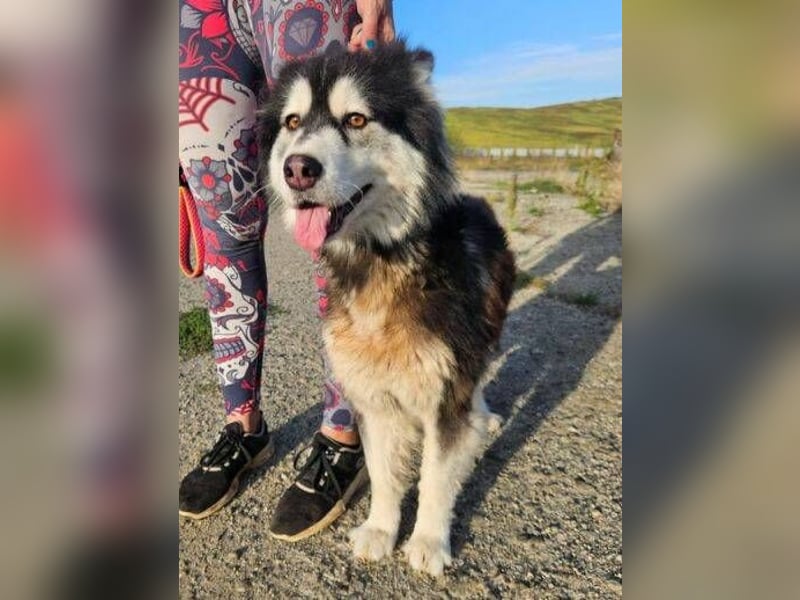 Lila, Malamute Mischling