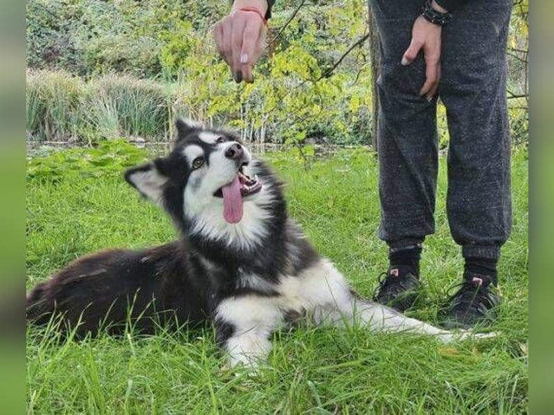 Lila, Malamute Mischling