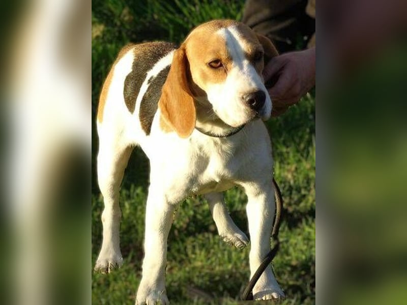 Gina, Beagle Mischling
