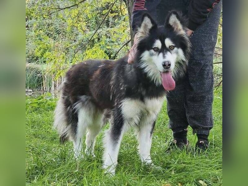 Lila, Malamute Mischling