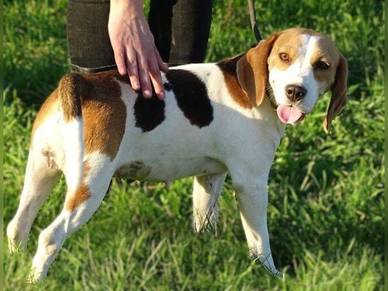 Gina, Beagle Mischling