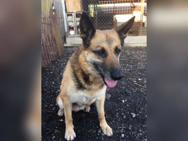 Axa, Schäferhund Mischling