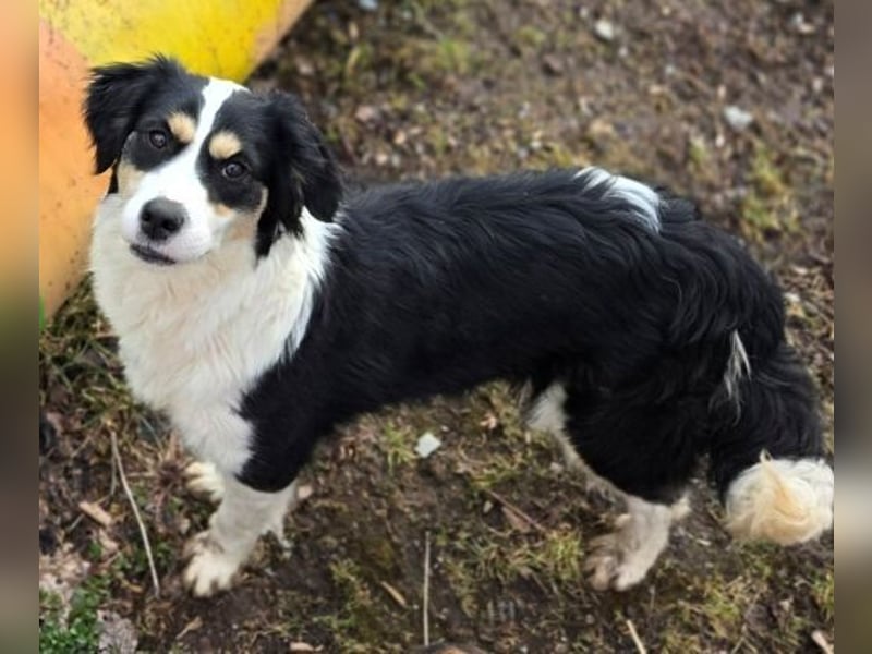 Bibi, Border Collie Mischling