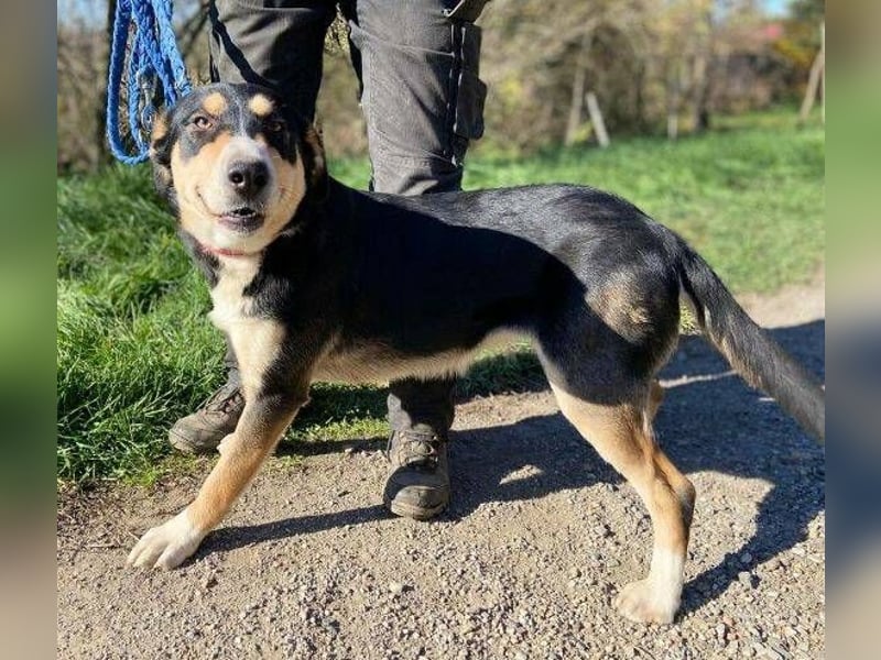 Daphne, Appenzeller Sennenhund Mischling