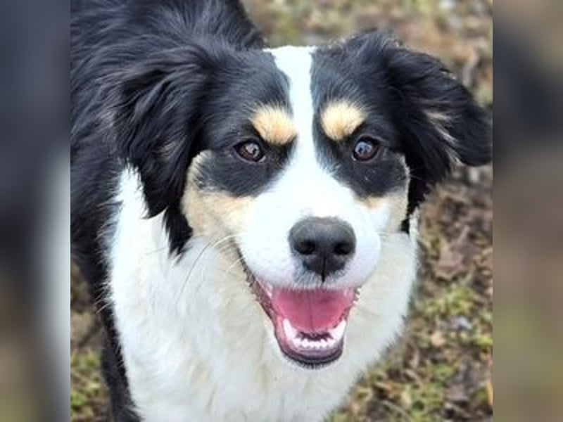 Bibi, Border Collie Mischling