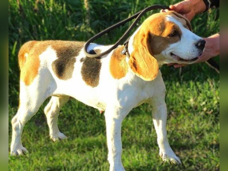 Gina, Beagle Mischling