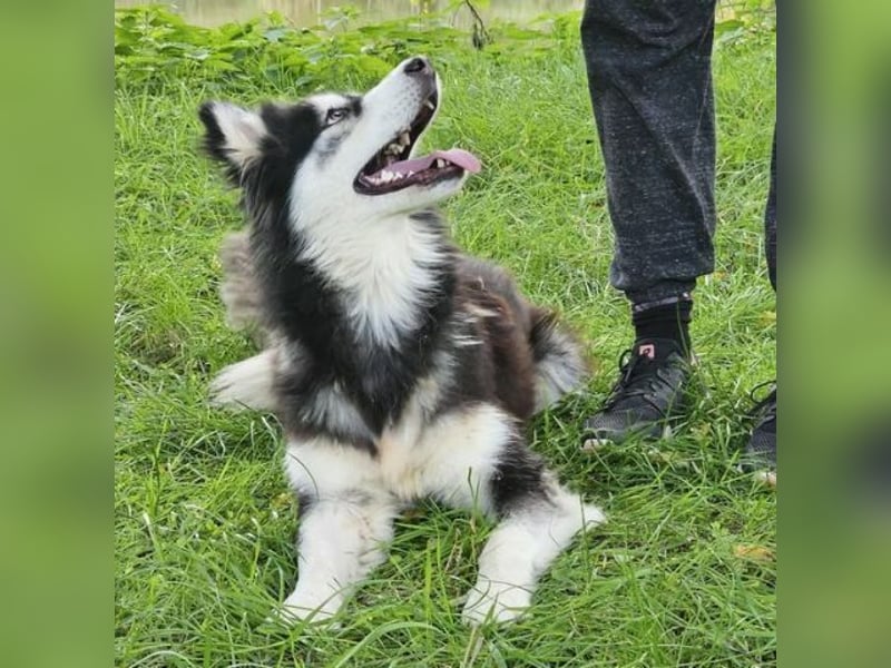 Lila, Malamute Mischling