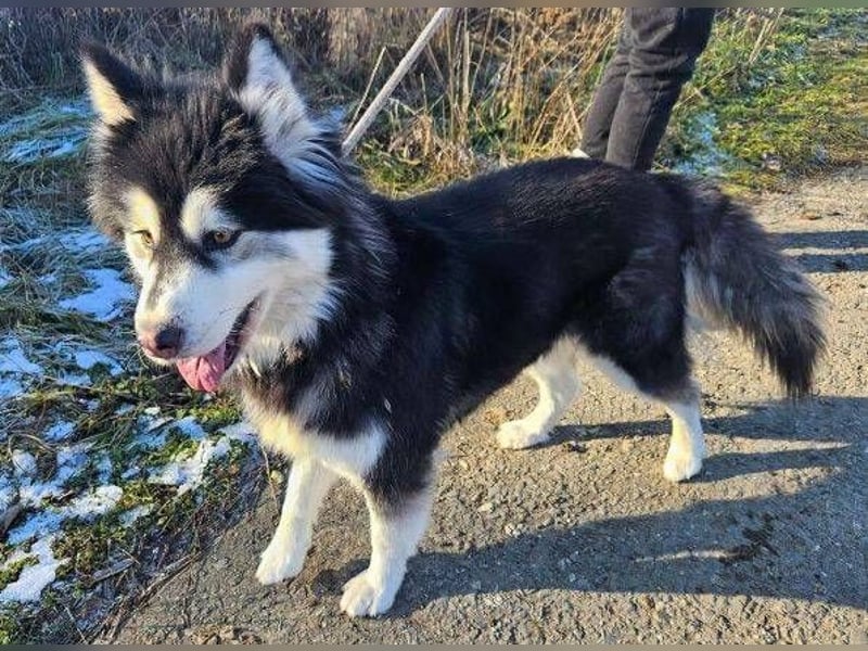 Lila, Malamute Mischling