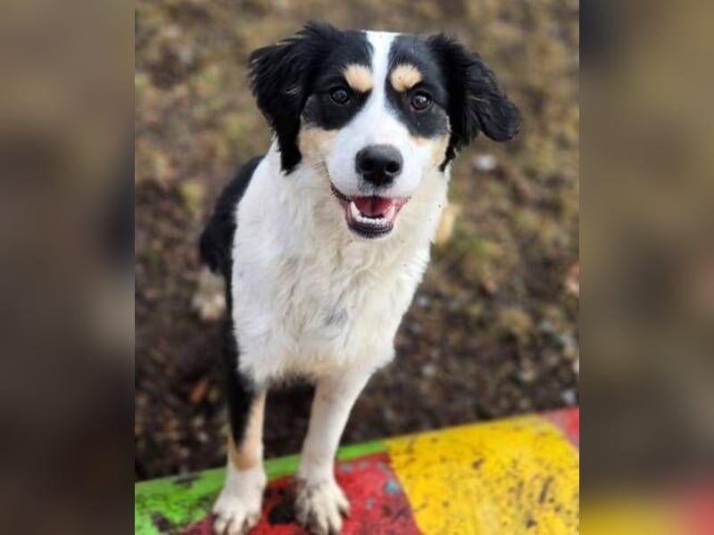 Bibi, Border Collie Mischling