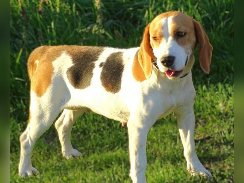 Gina, Beagle Mischling