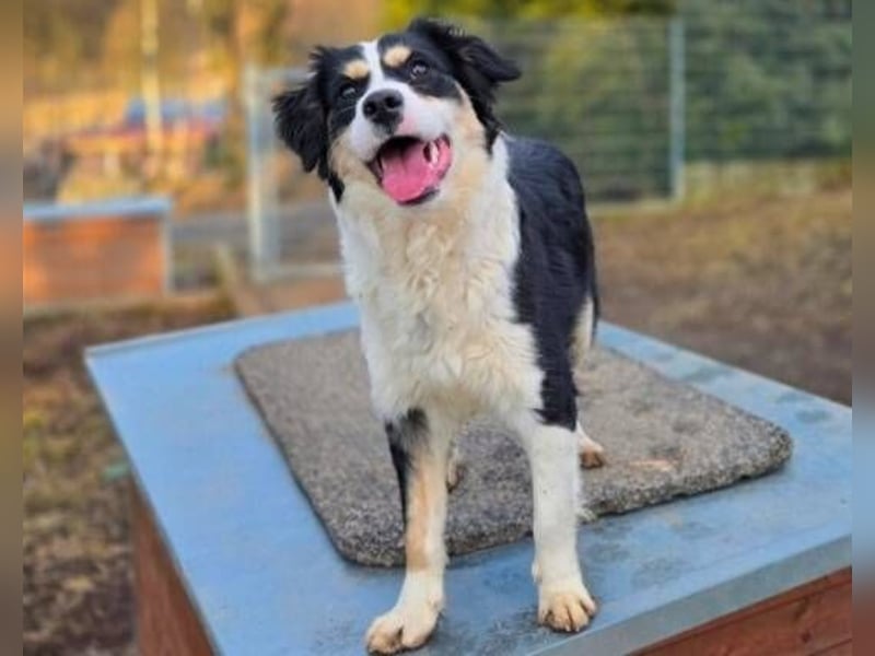 Bibi, Border Collie Mischling