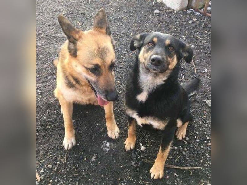 Axa, Schäferhund Mischling