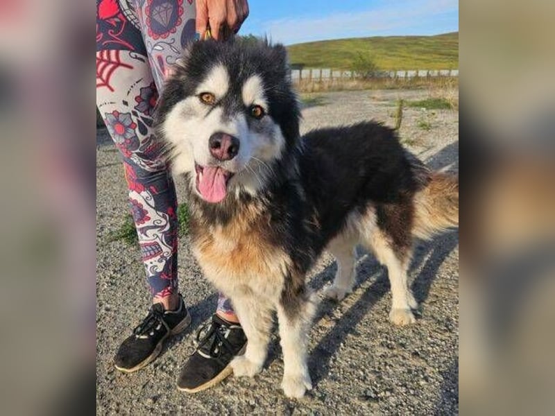 Lila, Malamute Mischling