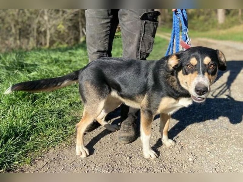 Daphne, Appenzeller Sennenhund Mischling