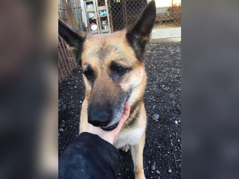 Axa, Schäferhund Mischling