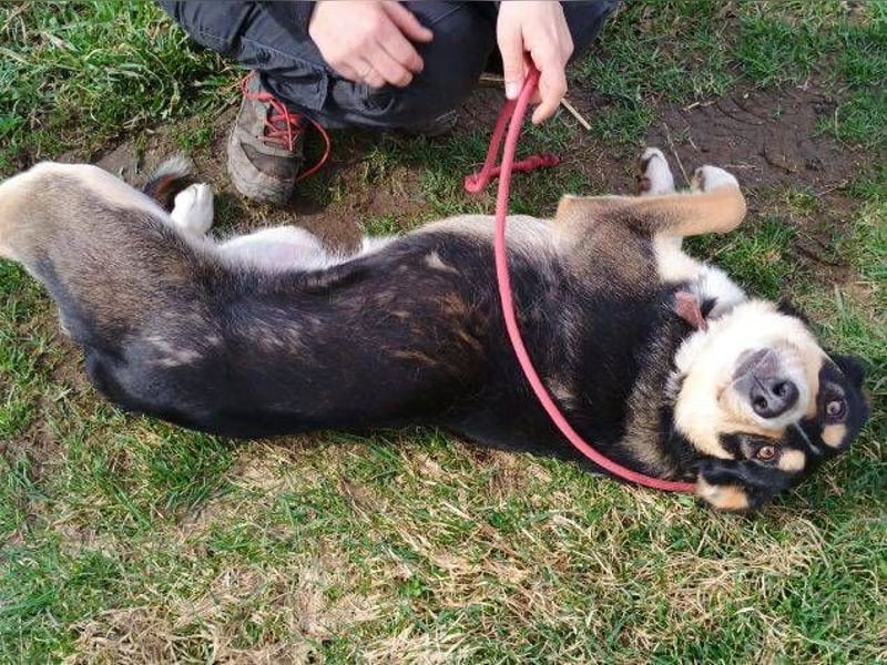 Daphne, Appenzeller Sennenhund Mischling